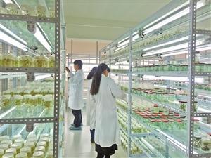 三保奇花 生物科技賦能產業升級，生物農藥揚帆出海